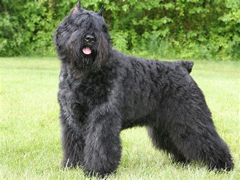 Bouvier Des Flandres Info, Temperament, Puppies, Pictures