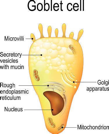 Goblet Cell Structure Cell Stock Illustration - Download Image Now - iStock