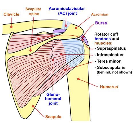 Anatomy of the Shoulder - Part 3 (Muscular Structures) - MUJO