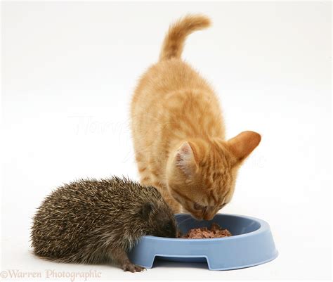 Hedgehog eating from ginger kitten's food bowl photo WP24769