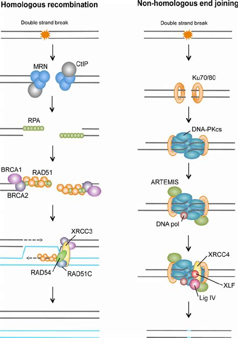 Double-strand breaks repair pathways. During homologous recombination ...