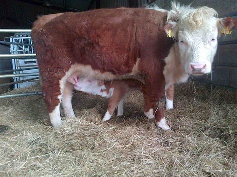 Miniature Herefords - Few weeks old mini suckling her surrogate mother ...