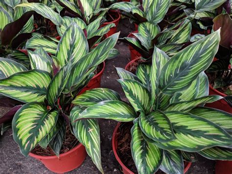 Calathea Care Indoors and Outside