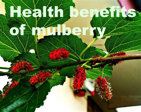 Health Benefits of Mulberry | HubPages