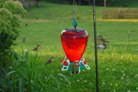 Best Place To Hang Your Hummingbird Feeder | Humming bird feeders, Glass hummingbird feeders ...