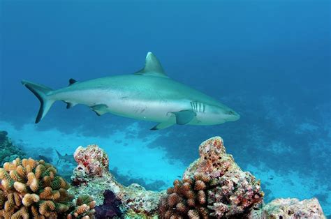 A Grey Reef Shark Swimming Over A Reef Photograph by Scubazoo