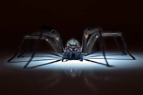 Pest of the Month: Spiders | Buzz Kill Pest Control