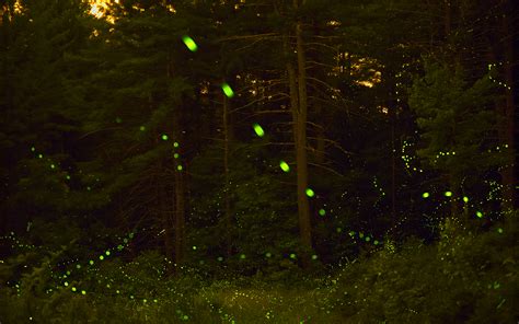 Firefly Forest Trees HD wallpaper | nature and landscape | Wallpaper Better