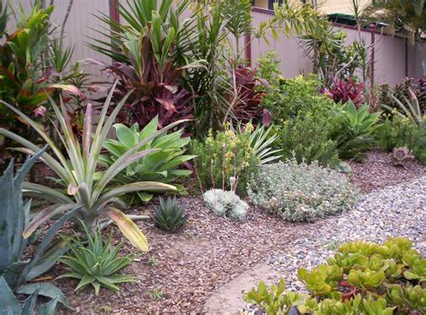 Grow a cactus and succulent garden - hipages.com.au