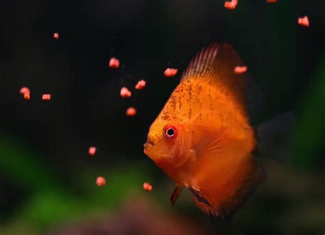 What do Fish Eat? | PetMD