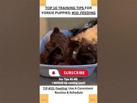 [OC] Top 10 Yorkie Puppy Training Tips You Didn't Think Of #10 : r/PuppyBloopers