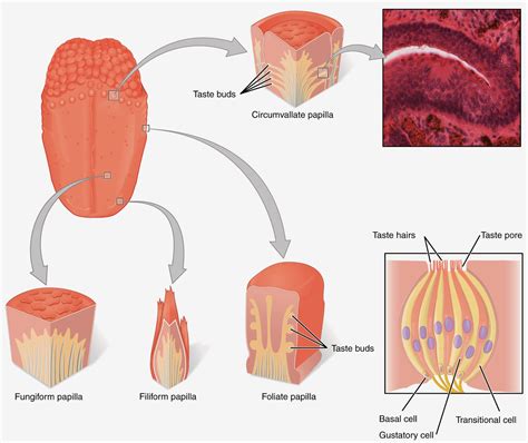 Trailing Normal: The Tongue and its Buds