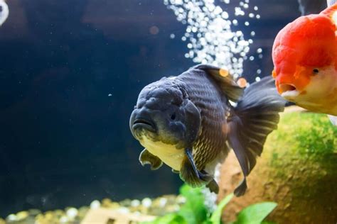 How To Tame The Goldfish Brain | Master Your Mind Set | NatSchooler.Com