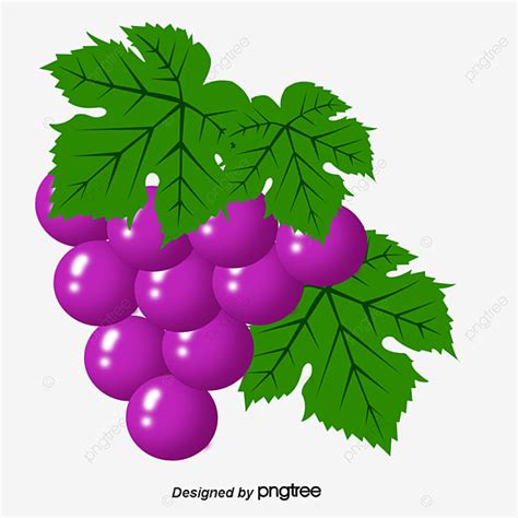 Grapes Drawing Clipart PNG Images, Drawing Grapes, Water Color, Grape ...