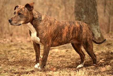 13 Brilliant Brindle Dog Breeds: Striped Colors & Lookin' Good! | Bully breeds dogs, Best dog ...