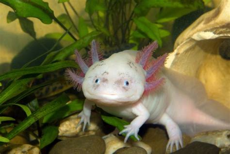 17 Astonishing Axolotl (Mexican Walking Fish) Facts - Fact Animal