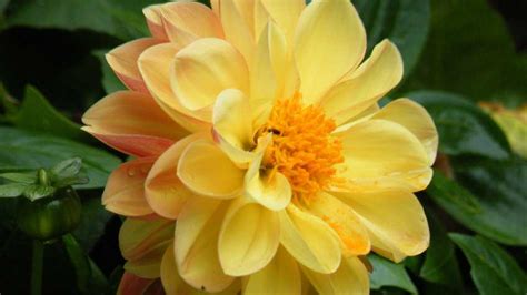 The Significance of Dahlia: The National Flower of Mexico - yunglava