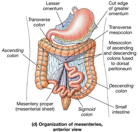 mesentery proper - Google Search | Gastrointestinal system, Human organ, Anatomy and physiology