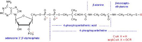 Structure of Coenzyme A. | Download Scientific Diagram