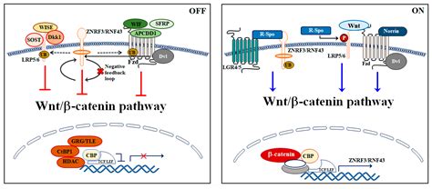 IJMS | Free Full-Text | The Role Played by Wnt/β-Catenin Signaling Pathway in Acute ...