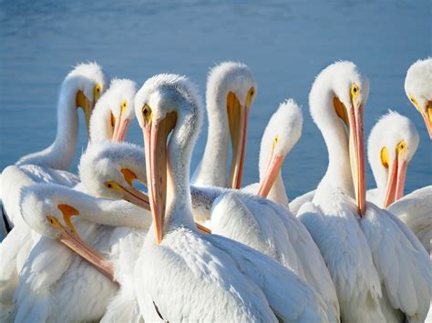 Florida’s Migratory Snowbird – The White Pelican