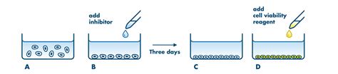 Cell Proliferation Assay Service | CellTiter-Glo | Reaction Biology