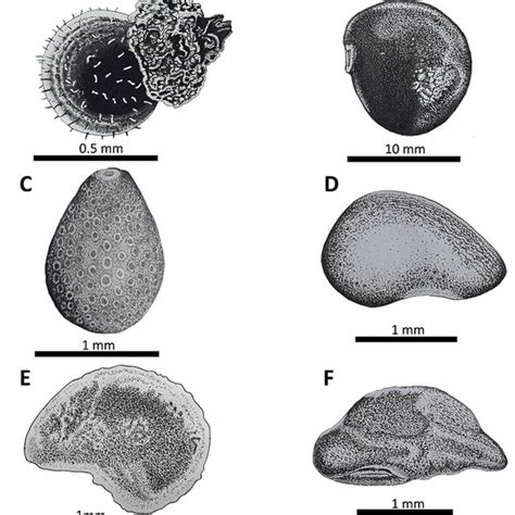 Number of studies of cactus seed germination until January, 2020 ...