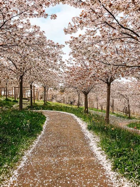 How To See Alnwick Gardens Cherry Blossom - An Essential Guide With Everything You Need To Know!