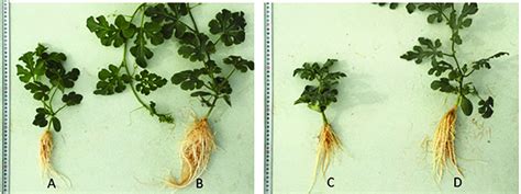 Diploid N7 (A) and tetraploid M 1 N7-1 (B) genotypes and diploid CXN3... | Download Scientific ...