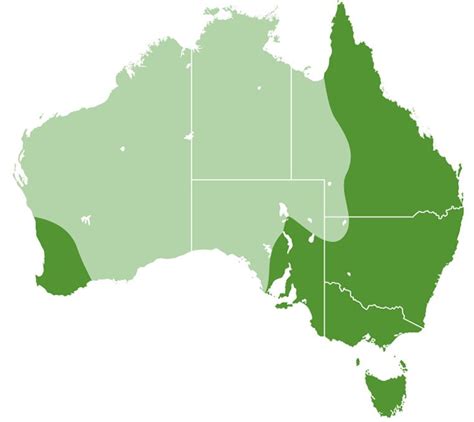 Laughing Kookaburra - Moonlit Sanctuary