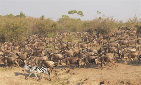 Wildebeest And Zebra, Kenya, Africa Photograph by Keith Levit - Fine Art America