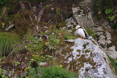 Horned Puffin Nesting Habitat | Alaska | Robert Faucher Photography