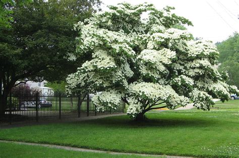 Small Flowering Trees In Ohio / 10 Small Trees for Your Garden | Small Ornamental Trees ...