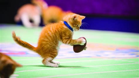 What's Better Than the Super Bowl? KITTEN BOWL! - Life With Cats