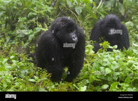 Mountain Gorilla (Gorilla beringei beringei) juvenile from Agasha group ...