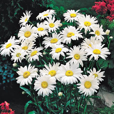 Shasta Daisy | Leucanthemum | Michigan Bulb Company