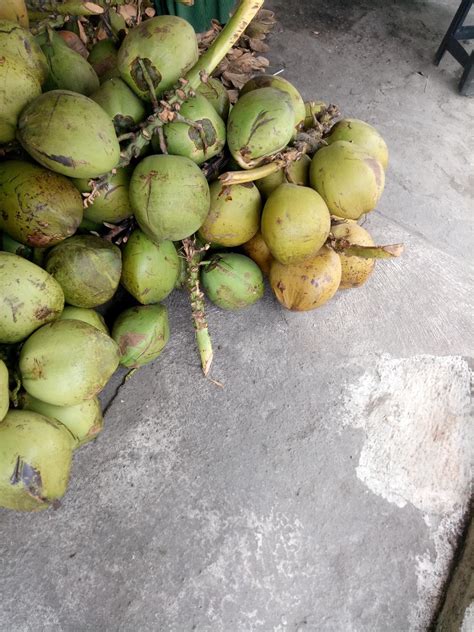 some green coconuts on the floor 11902261 Stock Photo at Vecteezy