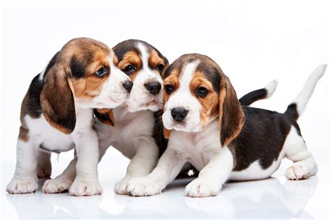 Beagle 4k Ultra HD Wallpaper and Background Image | 5030x3353 | ID:595465