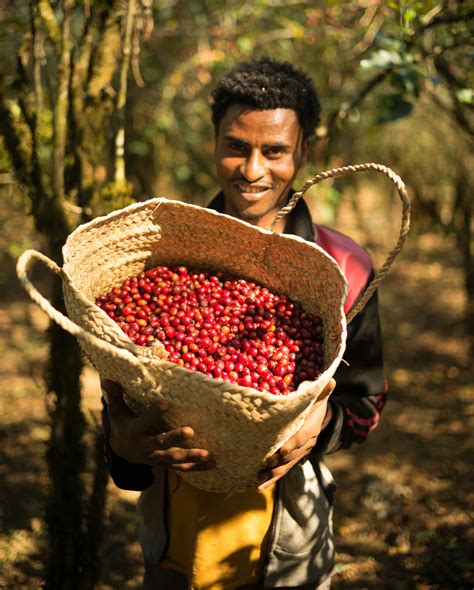 How growing, and drinking, coffee can help protect forests | Kew