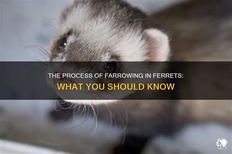 The Process Of Farrowing In Ferrets: What You Should Know | PetShun