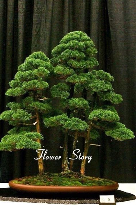 Juniper Bonsai Tree Seeds 20pcs - Pure Bonsai