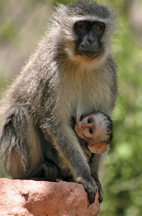 Vervet | Primate Behavior & Adaptations | Britannica