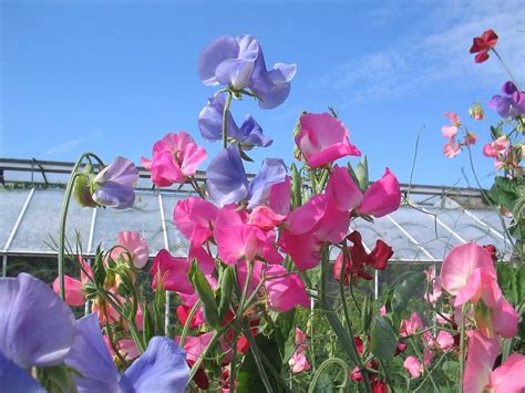 Learn About Nature | Sweet Pea Flowers- From the Southern Part of Italy - Learn About Nature