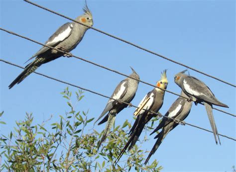 COCKATIEL COLORS - Cockatiel colors and mutations