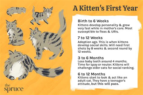 Kitten Development From 6 Months to 1 Year