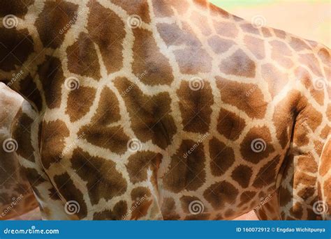 Close Up of Animal Wildlife Real Giraffe Skin Background Stock Photo - Image of design, african ...