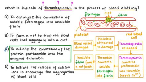 Question Video: Explaining the Role of Thromboplastin in Blood Clotting | Nagwa