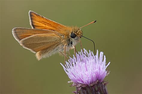 Butterfly Pictures: Small Skipper - Thymelicus sylvestris