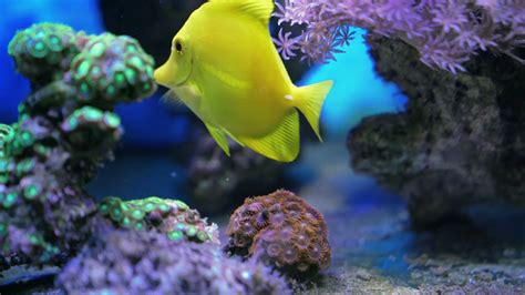 Colorful Tropical Aquarium Fish Swimming In Stock Footage SBV-331149416 ...