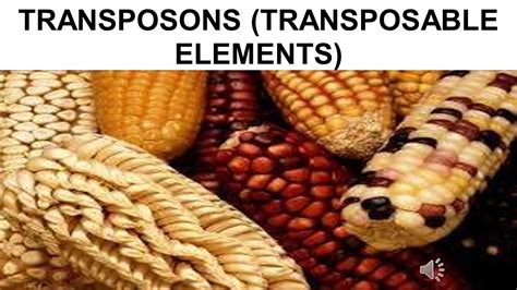 TRANSPOSABLE ELEMENTS - YouTube